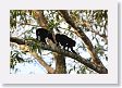 SelvaVerde - 142 * Howler monkey * Howler monkey